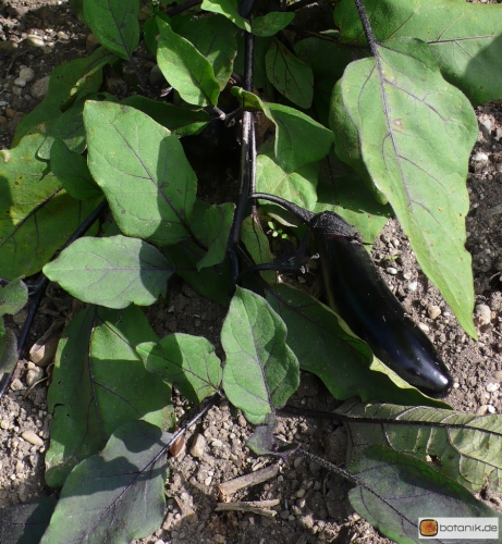 Solanum melongena -- Aubergine